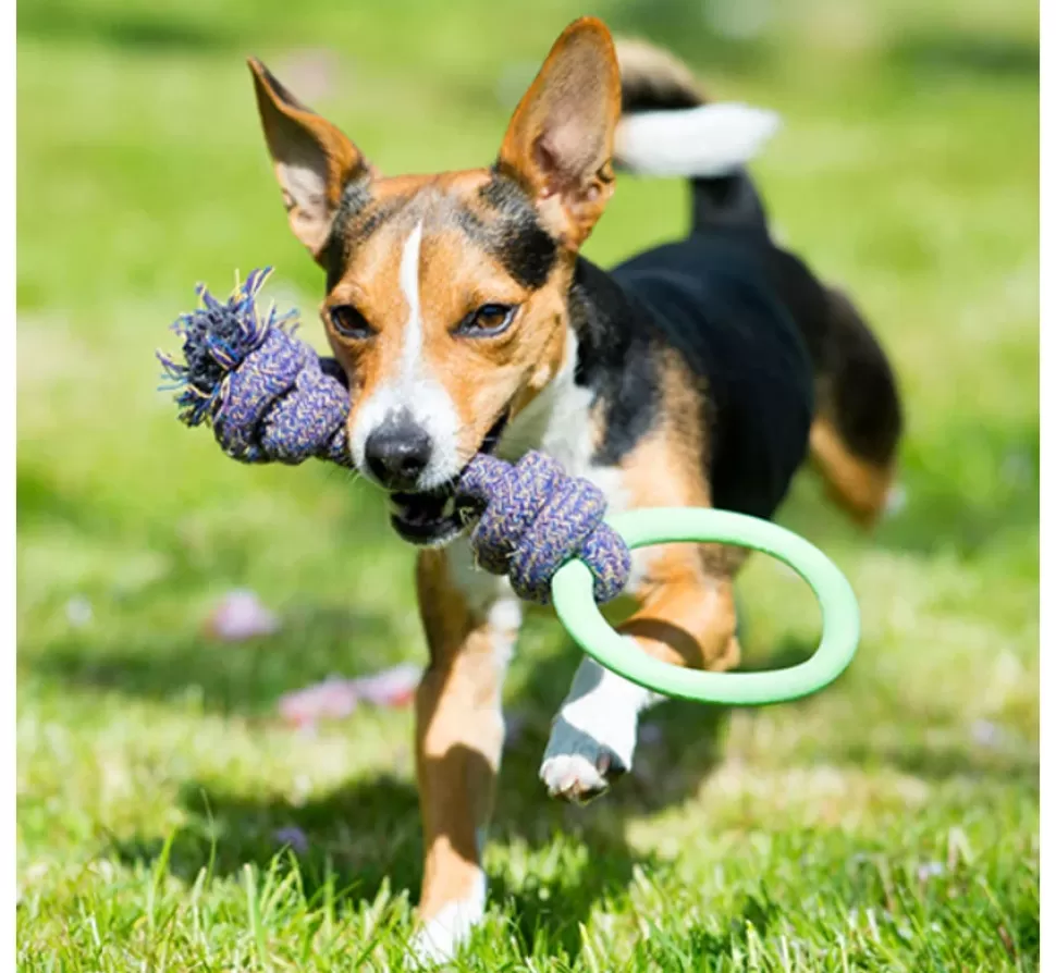 Beco Pets Hondenspeelgoed Hoop On A Rope Groen