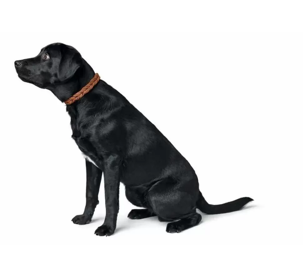 Hunter Hondenhalsband Solid Education Cord Bruin Oranje
