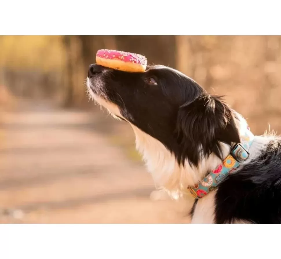 Max & Molly Hondenhalsband Donuts