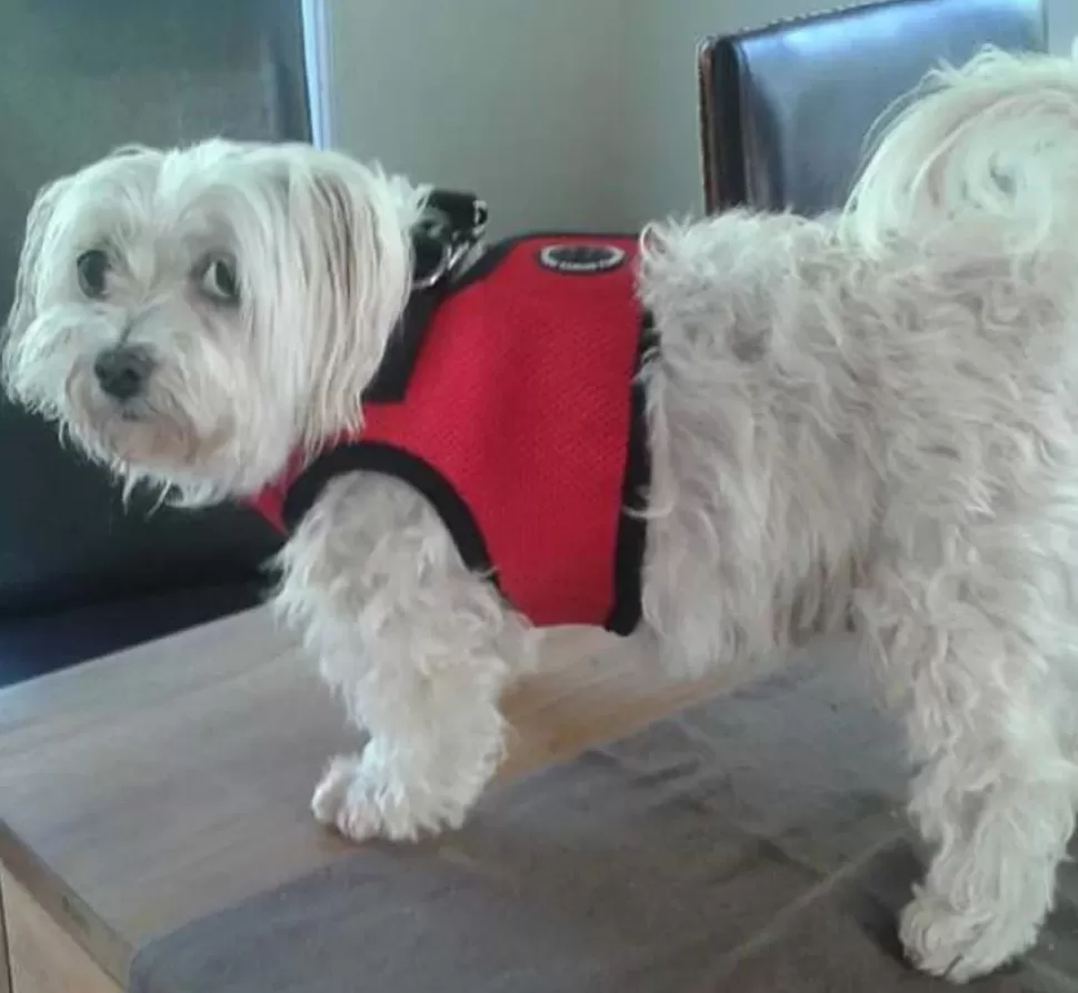 Puppia Hondentuig Soft Vest Red